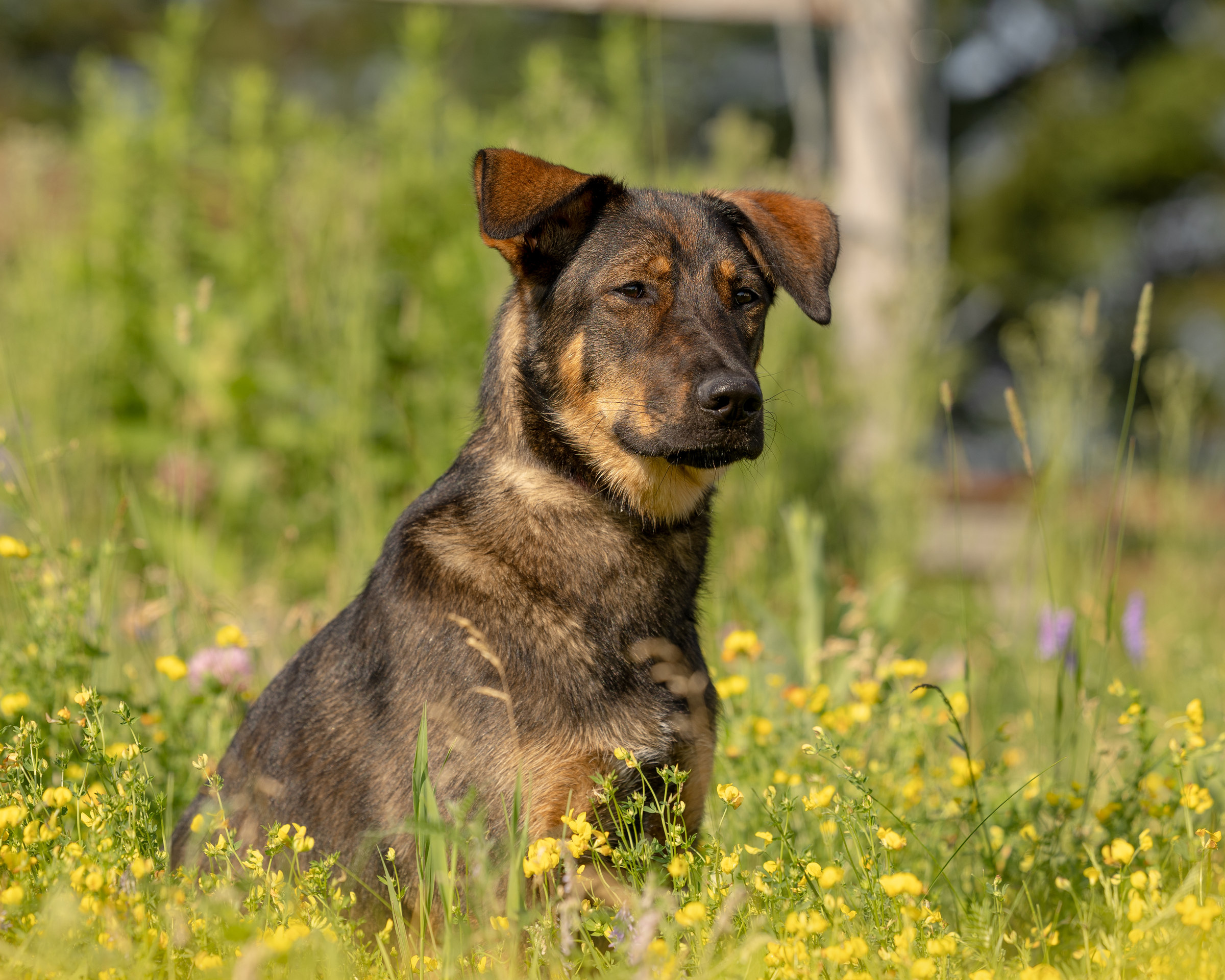 Un chien des Écuries Vignola au grand air