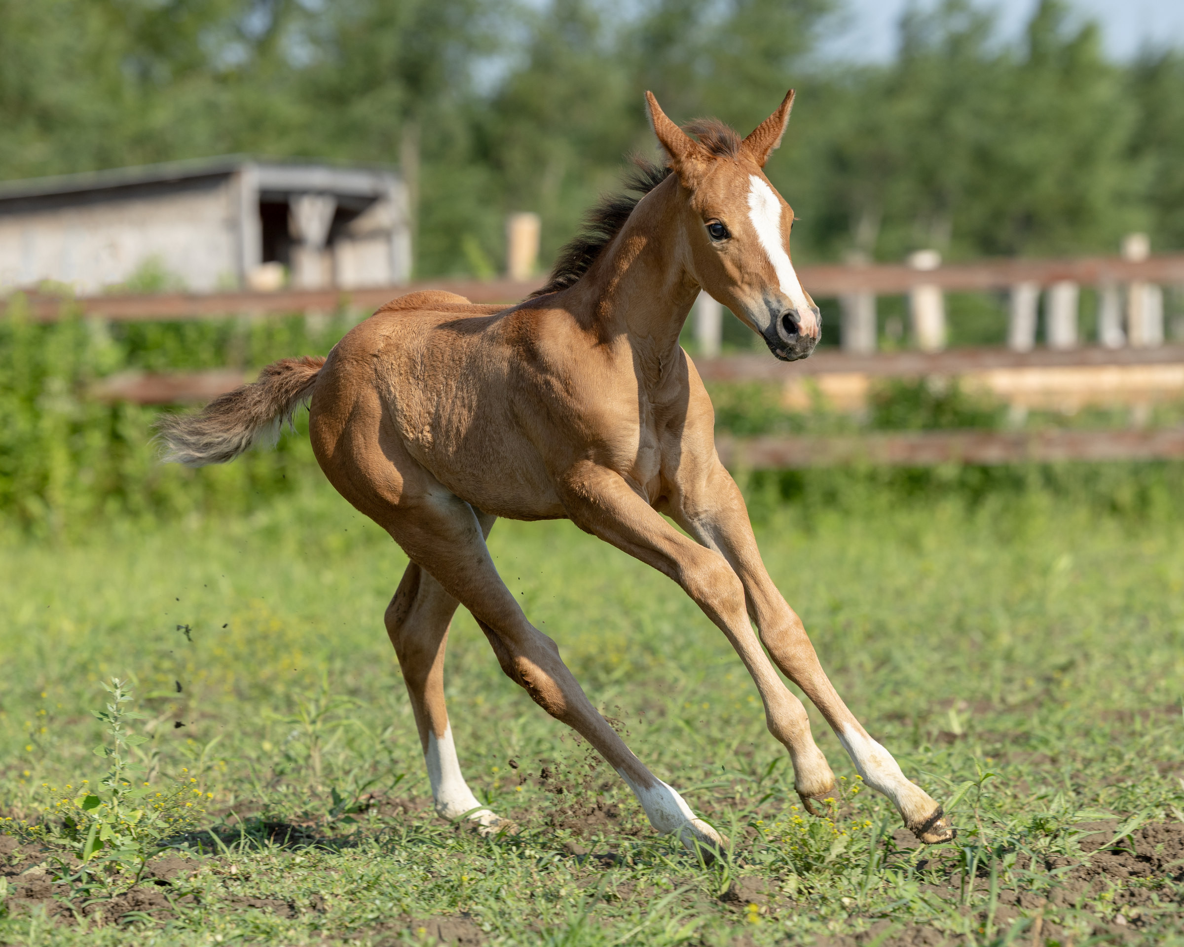Un poulain dans son pré