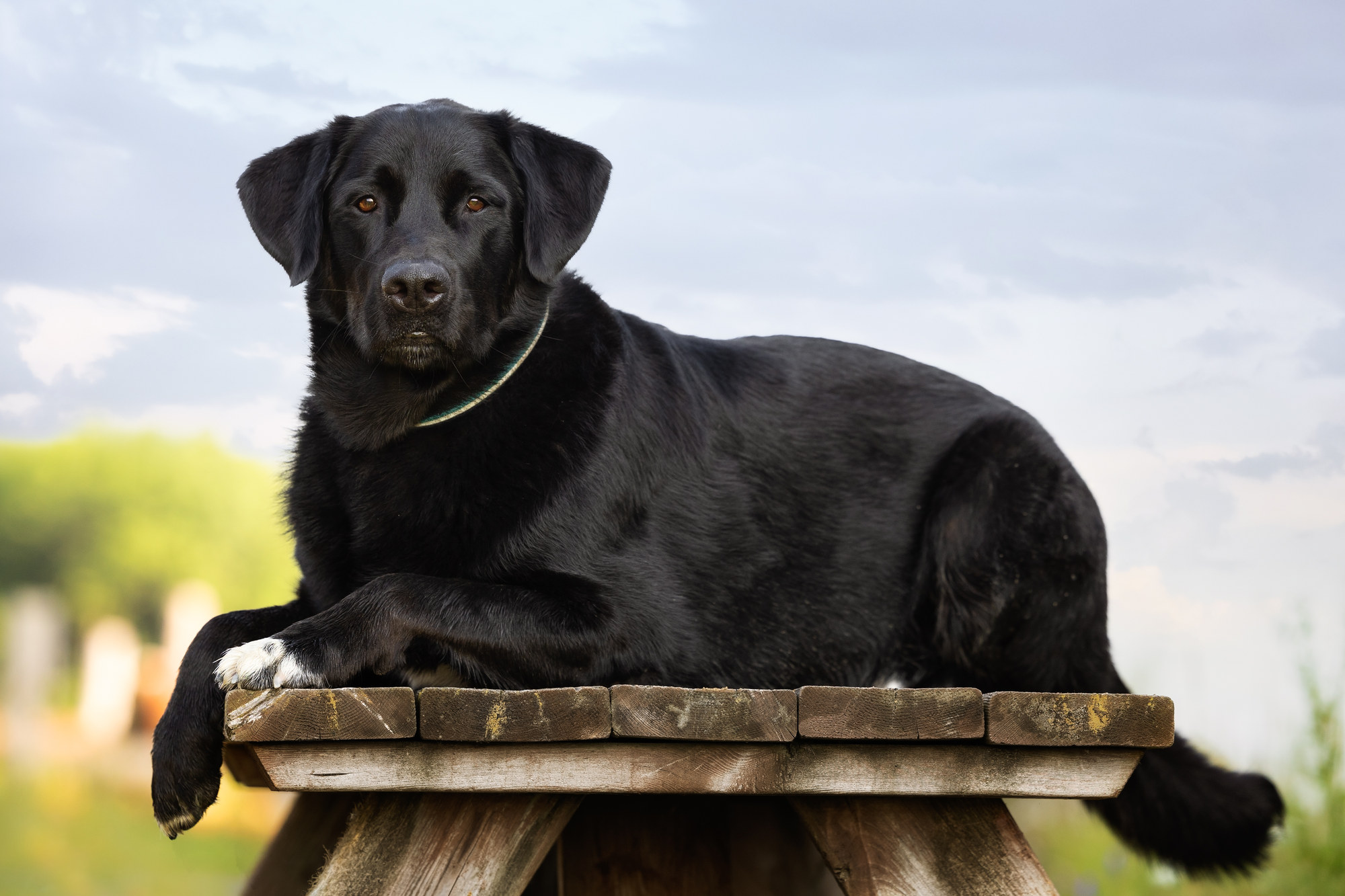 Chien des Écuries Vignola